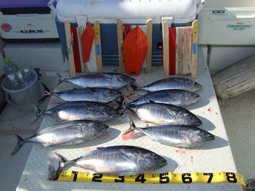 トローリング みんなの釣り結果発表